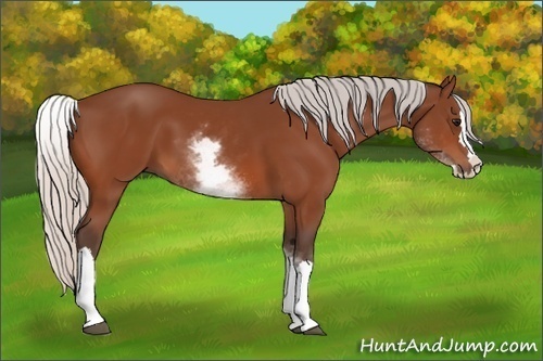Horse Color:White Spotted Silver Bay Splash 