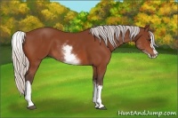 Horse Color:White Spotted Silver Bay Splash 
