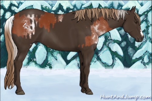 Horse Color:White Spotted Silver Brown Splash  and Liver Chestnut 