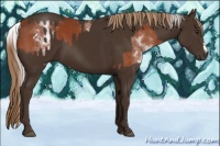 Horse Color:White Spotted Silver Brown Splash and Liver Chestnut