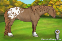 Horse Color:Gray Red Dun Appaloosa Rabicano