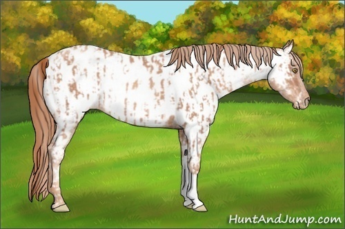 Horse Color:Gold Champagne Near Leopard and Gold Champagne Near Fewspot