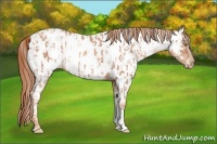 Horse Color:Gold Champagne Near Leopard and Gold Champagne Near Fewspot
