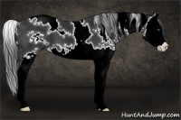 Horse Color:White Spotted Black Splash