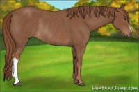 Horse Color:Chestnut Rabicano 