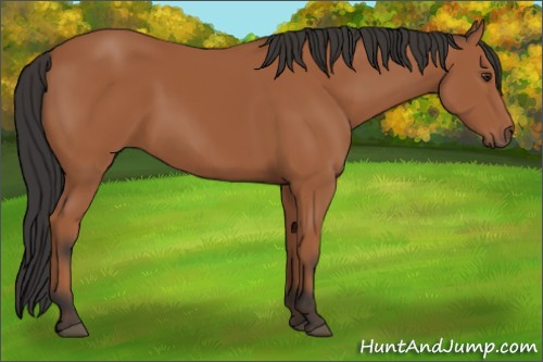 Horse Color:Bay 