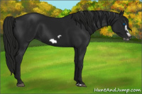 Horse Color:Gray Black Splash Frame 