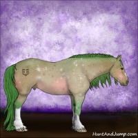 Horse Color:Watercolor Bay 