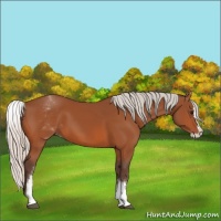 Horse Color:White Spotted Silver Bay Splash