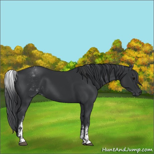 Horse Color:Black and White Spotted Black