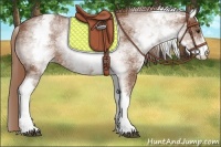 Horse Color:White Spotted Chestnut Sabino
