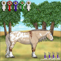 Horse Color:Gray White Spotted Silver Bay Roan Dun Splash Appaloosa Rabicano