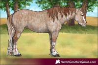 Horse Color:Red Dun and Liver Red Dun Splash