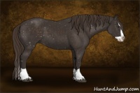 Horse Color:Liver Chestnut Splash 