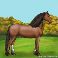 Horse Color:Bay 