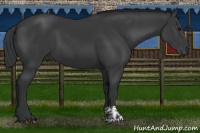 Horse Color:Black and Black