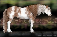 Horse Color:White Spotted Chestnut Sabino