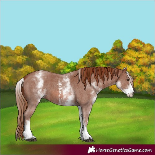 Horse Color:White Spotted Chestnut Sabino 