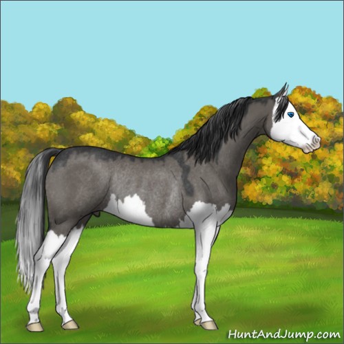 Horse Color:Grullo Splash Rabicano 