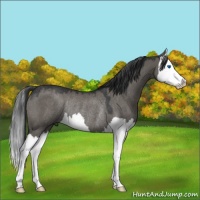 Horse Color:Grullo Splash Rabicano 