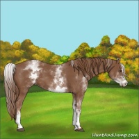 Horse Color:White Spotted Chestnut Sabino 
