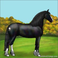 Horse Color:Midnight Black Sabino