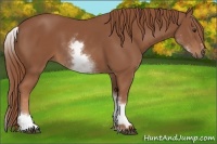 Horse Color:White Spotted Chestnut Sabino