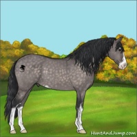 Horse Color:Platinum Brown Dun Sabino 