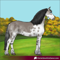 Horse Color:Grullo Splash 