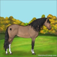 Horse Color:Bay Dun Sabino 