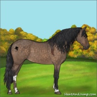 Horse Color:Brown Dun Sabino 