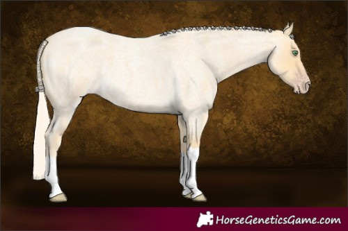 Horse Color:Gold Cream Champagne Roan Tobiano 