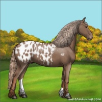 Horse Color:Chestnut Near Leopard 