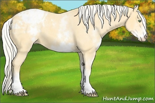 Horse Color:White Spotted Gold Cream Champagne Appaloosa