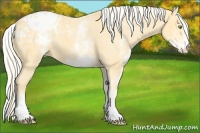 Horse Color:White Spotted Gold Cream Champagne Appaloosa 