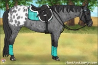 Horse Color:Blue Roan Appaloosa
