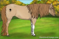 Horse Color:Red Dun Tobiano
