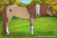 Horse Color:Red Dun Tobiano 