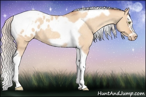 Horse Color:Silver Amber Champagne Roan Dun Splash Tobiano Frame Appaloosa Rabicano