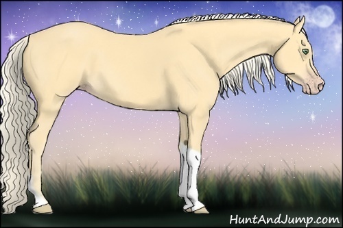 Horse Color:Gold Cream Champagne Tobiano