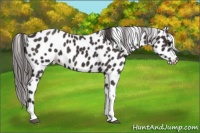 Horse Color:Smoky Black Tobiano Appaloosa 