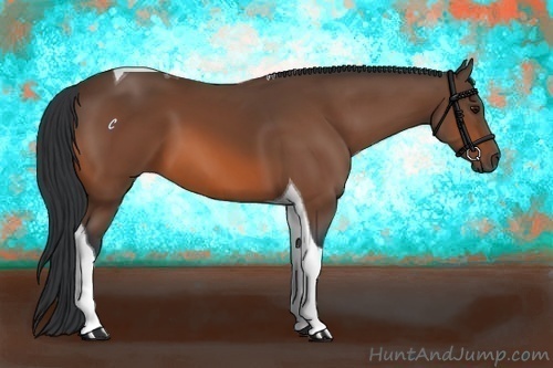 Horse Color:Bay Tobiano 