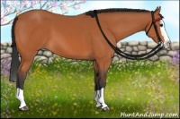 Horse Color:Bay Splash 