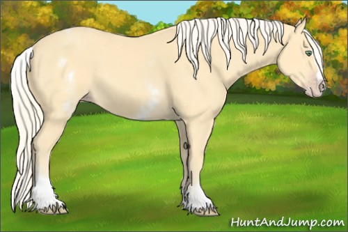Horse Color:White Spotted Gold Cream Champagne Splash 