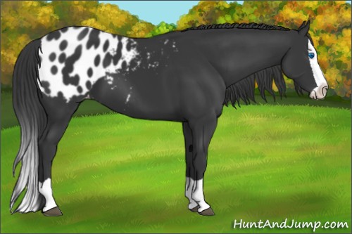 Horse Color:Black Splash Blanket 