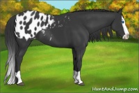 Horse Color:Black Splash Appaloosa 