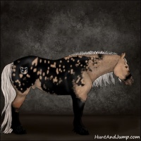 Horse Color:Void Silver Bay Dun Sabino Tobiano Frame Blanket Rabicano 