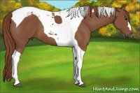 Horse Color:Chestnut Tobiano 