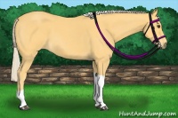 Horse Color:Palomino Roan Tobiano