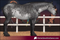 Horse Color:Platinum Buckskin 
